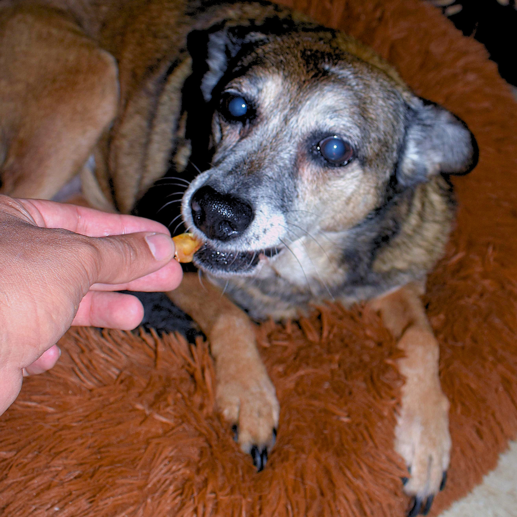 CRUNCHI PATAS DE POLLO X 20 UNIDADES