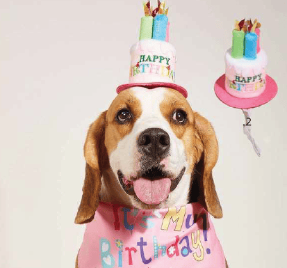 GORRO CUMPLEAÑOS HDD8600044